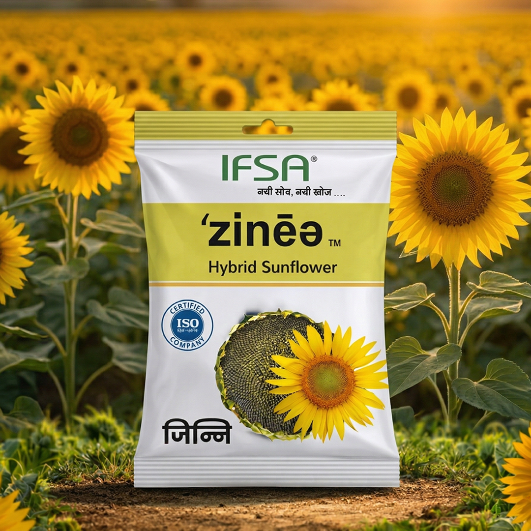 Zinee Hybrid Sunflower Seed