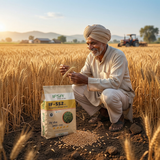 IF-552 Research Wheat Seed