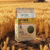 IF-552 Research Wheat Seed