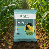 IFM-24 Hybrid Forage Maize
