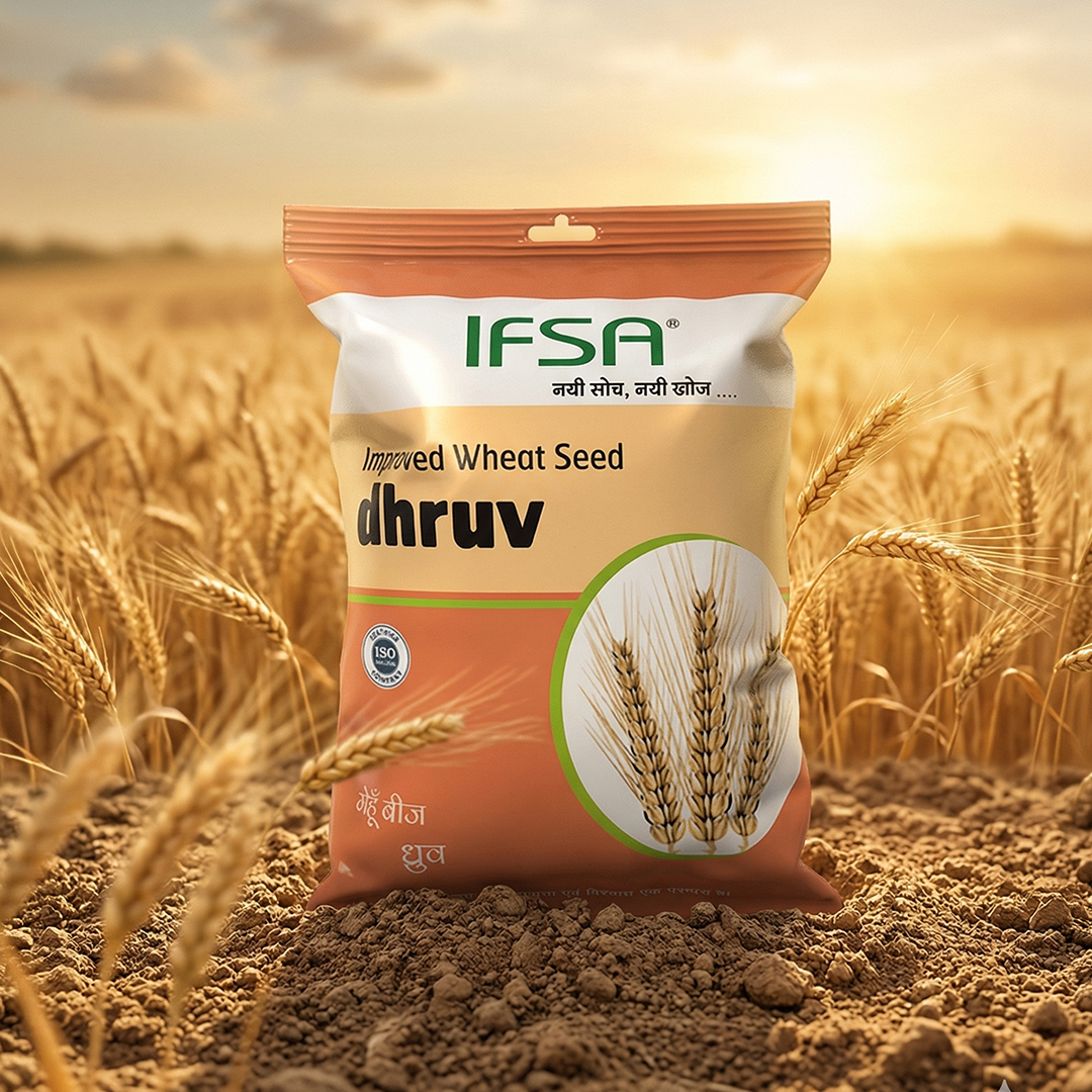 IFSA Dhruv Wheat