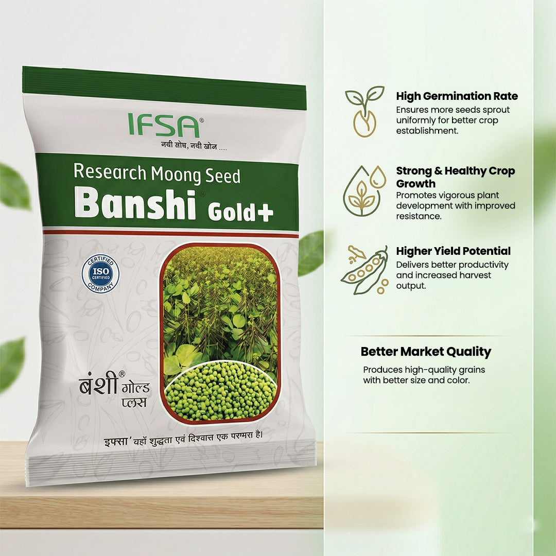 IFSA Banshi Gold +