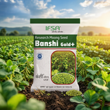 IFSA Banshi Gold +