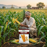 IFSA 1192 (Hybrid Corn Seed)
