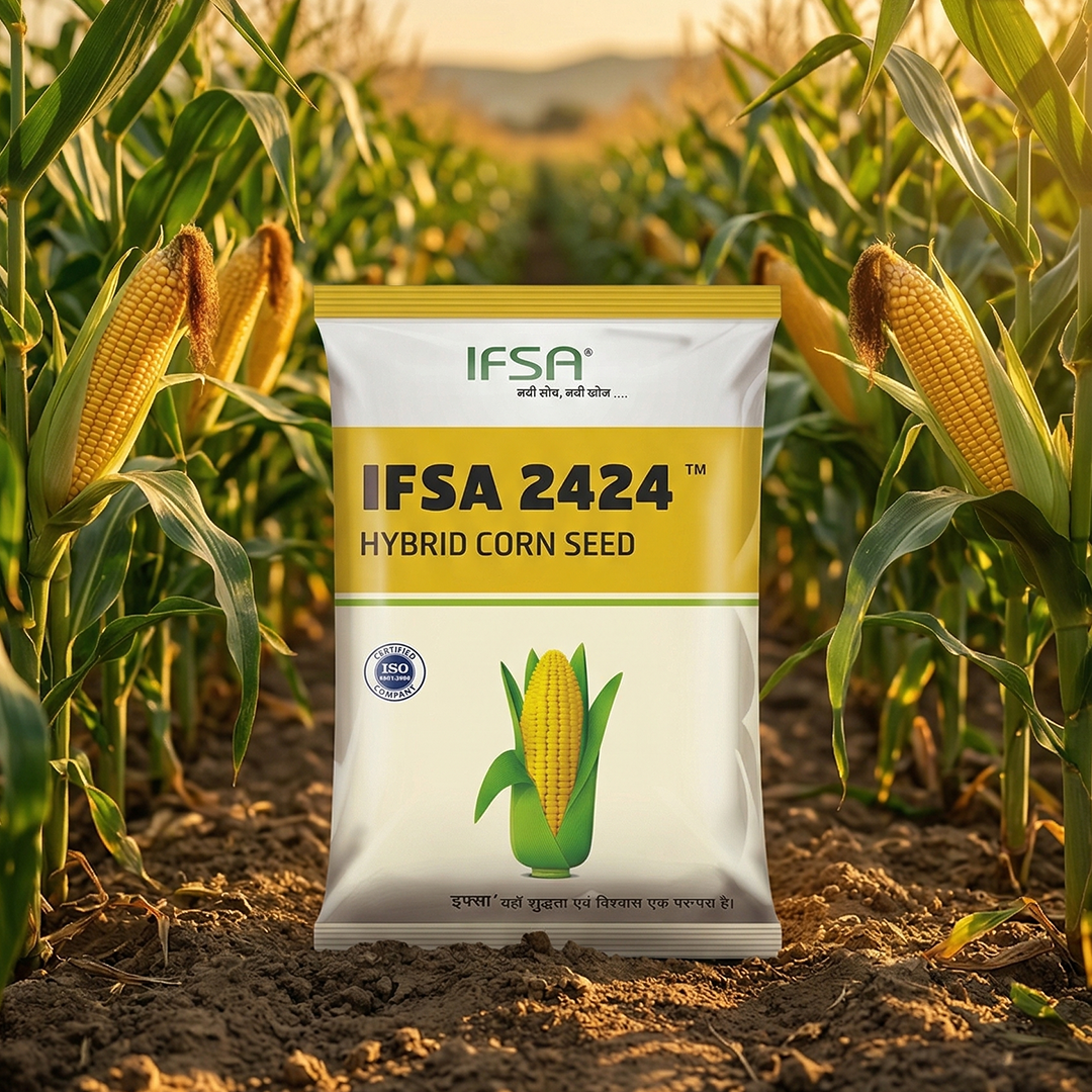 IFSA 2424 Hybrid Corn